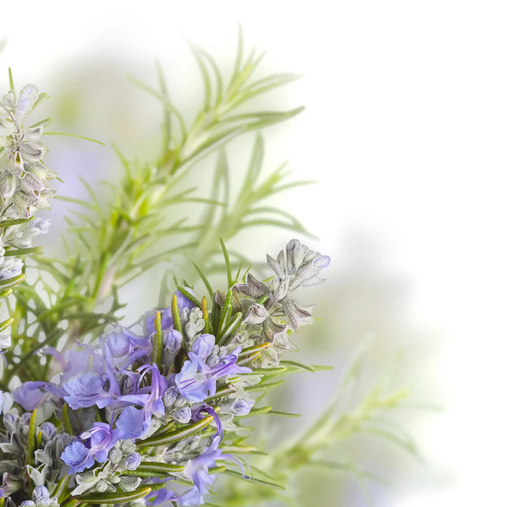 Verse rozemarijn tak met paarse bloemen op witte achtergrond, natuurlijke ingrediënten.