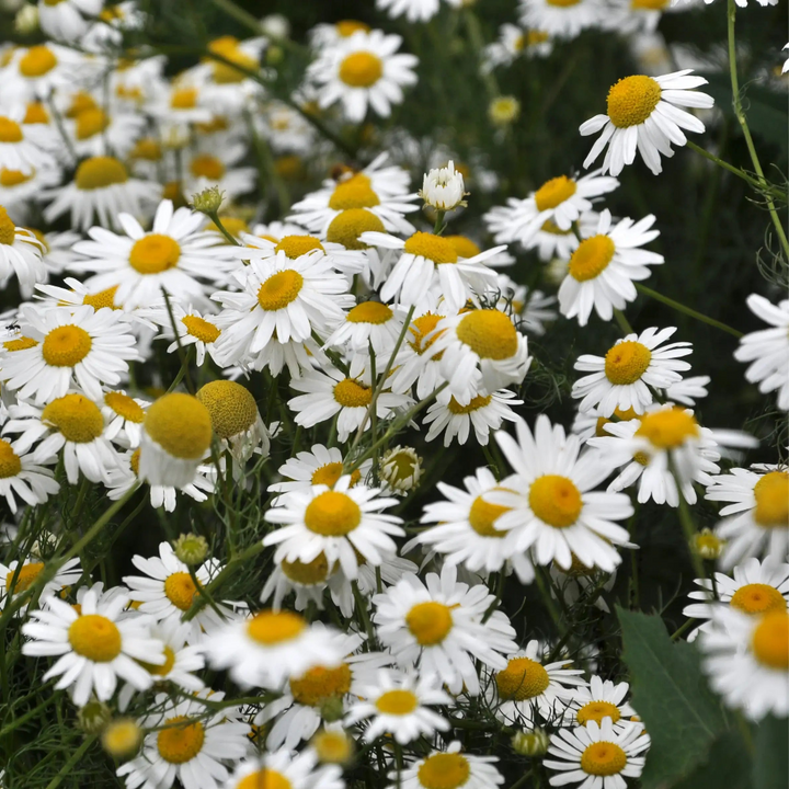 Bloeiende kamillebloemen met witte blaadjes en gele harten, natuurlijke plantenextract