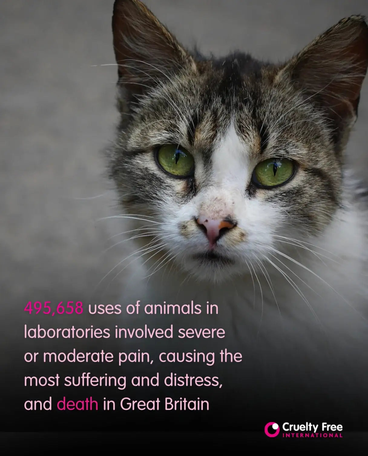 Close-up van een kat met groene ogen en tekst over dierproeven en dierenleed in Groot-Brittannië.