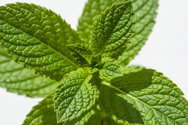 PEPPERMINT OIL