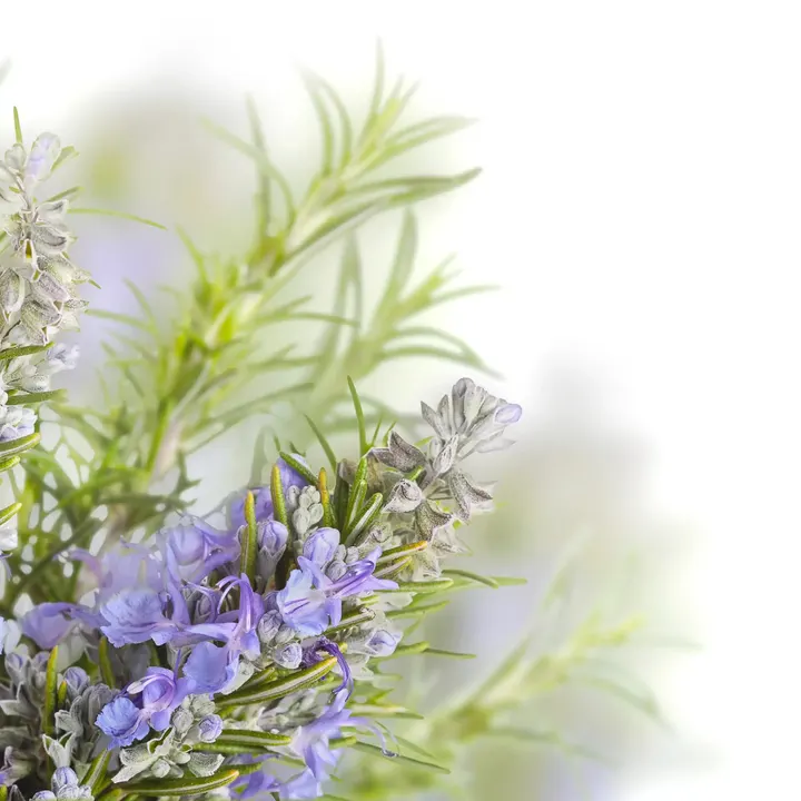 Verse rozemarijn tak met paarse bloemen op witte achtergrond, natuurlijke ingrediënten.